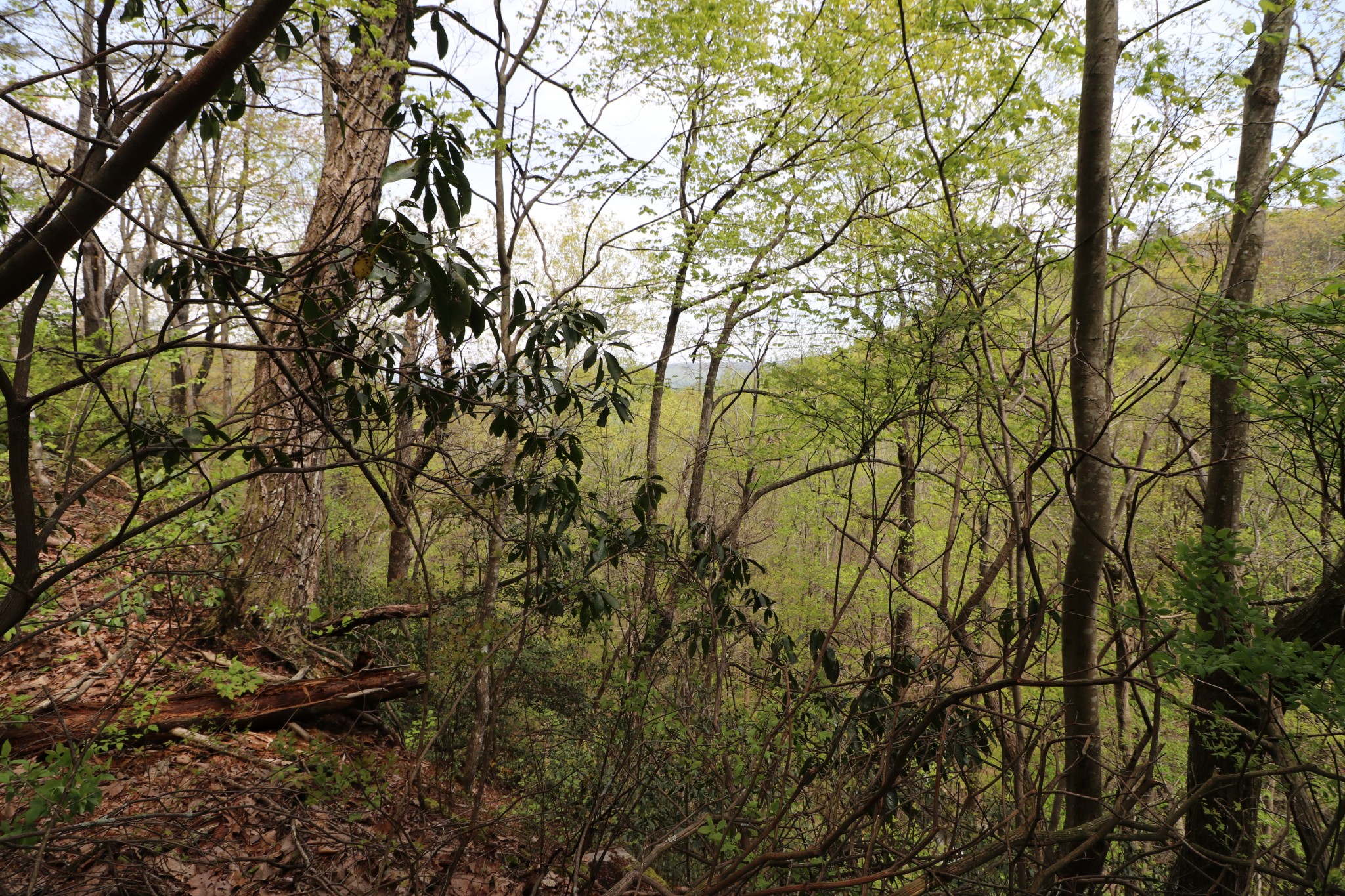 11 Cooley's Rift Boulevard Monteagle, TN 37356 - Photo 21 of 50 a view of tree