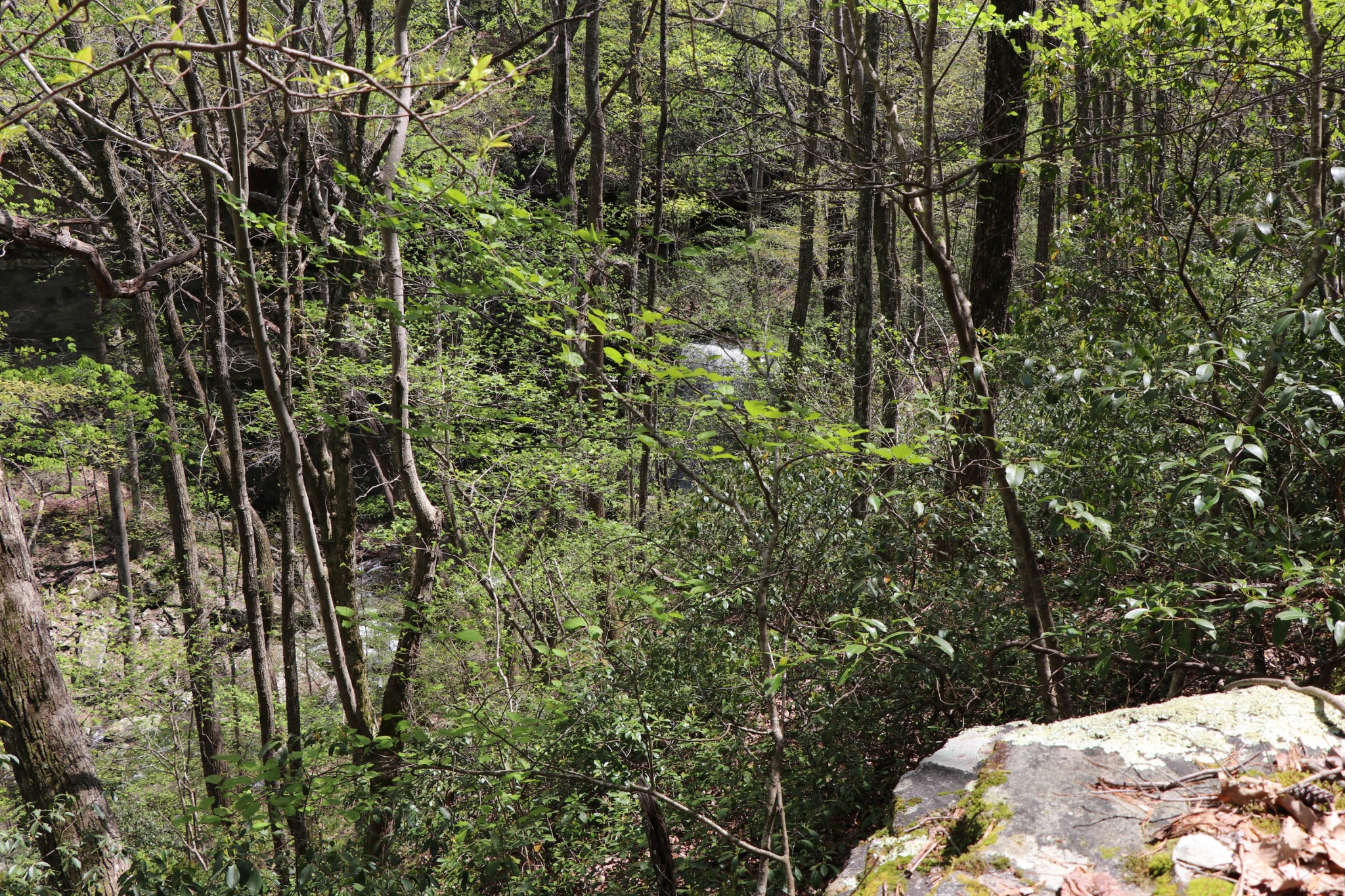 11 Cooley's Rift Boulevard Monteagle, TN 37356 - Photo 23 of 50 a view of a yard