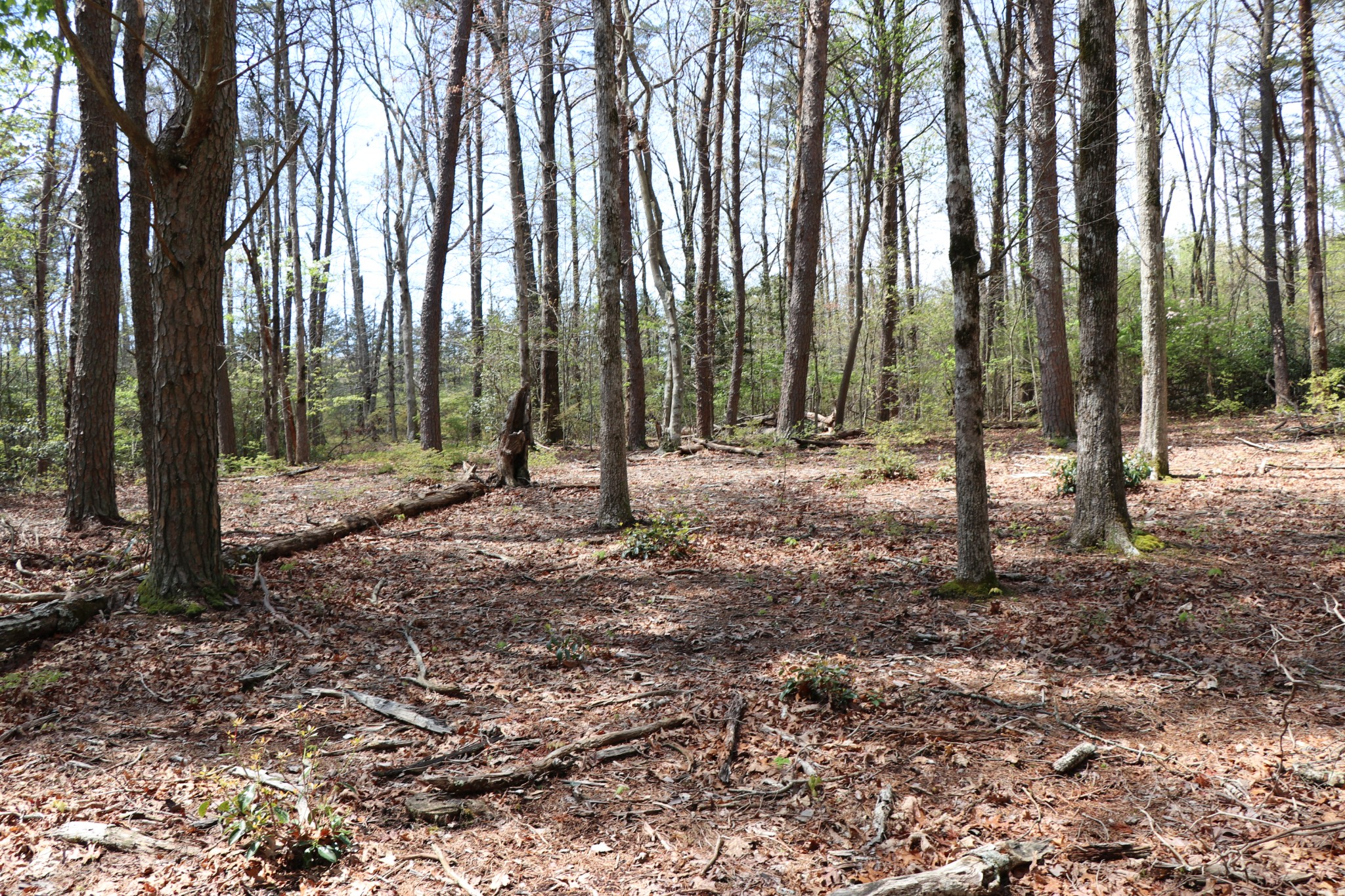 11 Cooley's Rift Boulevard Monteagle, TN 37356 - Photo 25 of 50 a view of outdoor space with lots of trees
