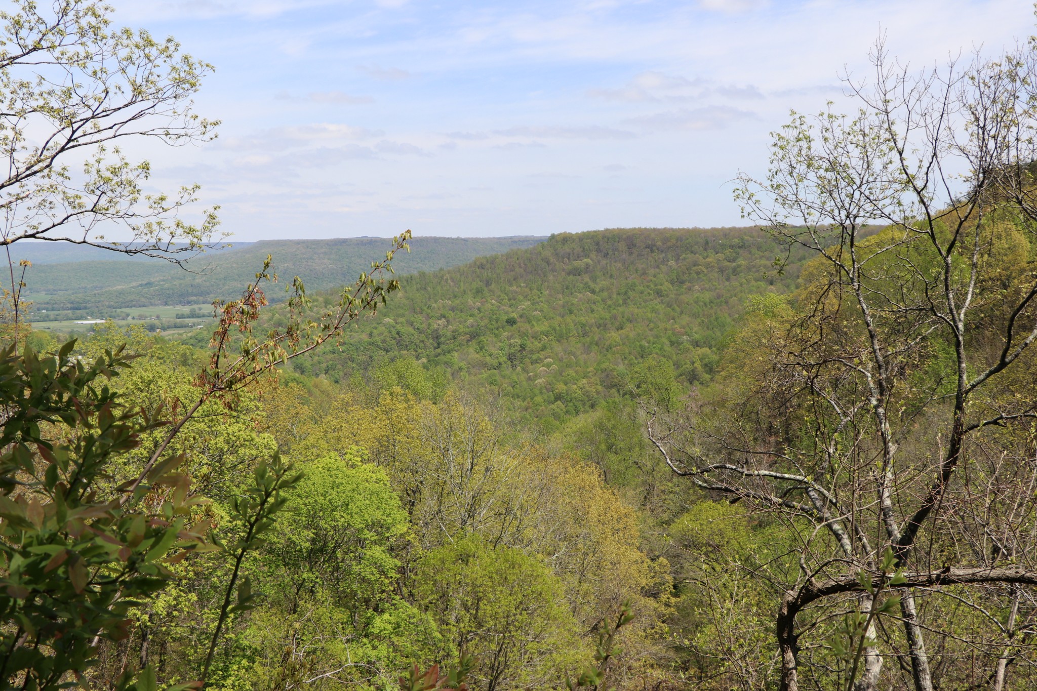 11 Cooley's Rift Boulevard Monteagle, TN 37356 - Photo 3 of 50 a view of a field with an trees