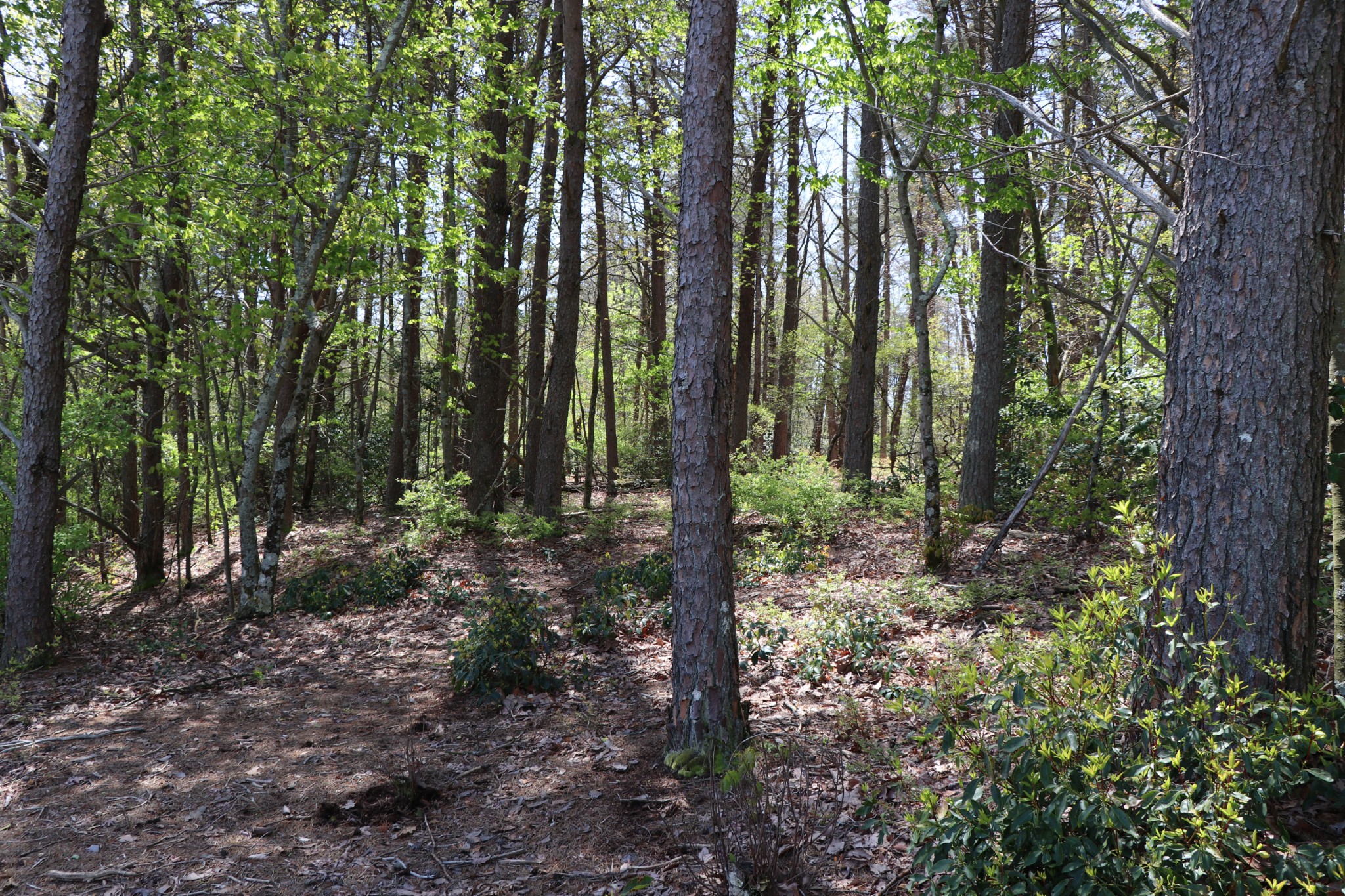 11 Cooley's Rift Boulevard Monteagle, TN 37356 - Photo 33 of 50 a view of forest