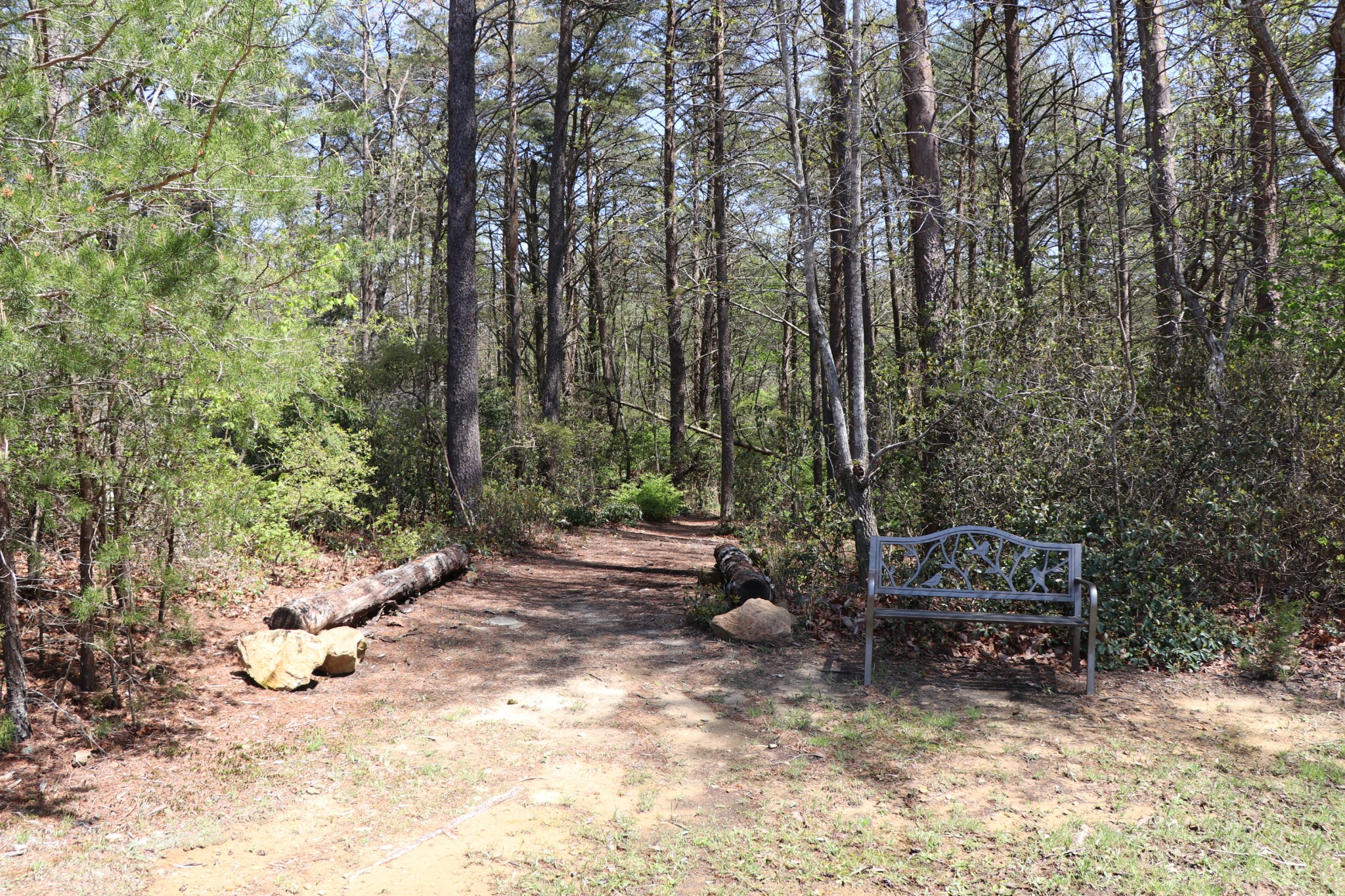 11 Cooley's Rift Boulevard Monteagle, TN 37356 - Photo 44 of 50 a view of a bench in the middle of forest