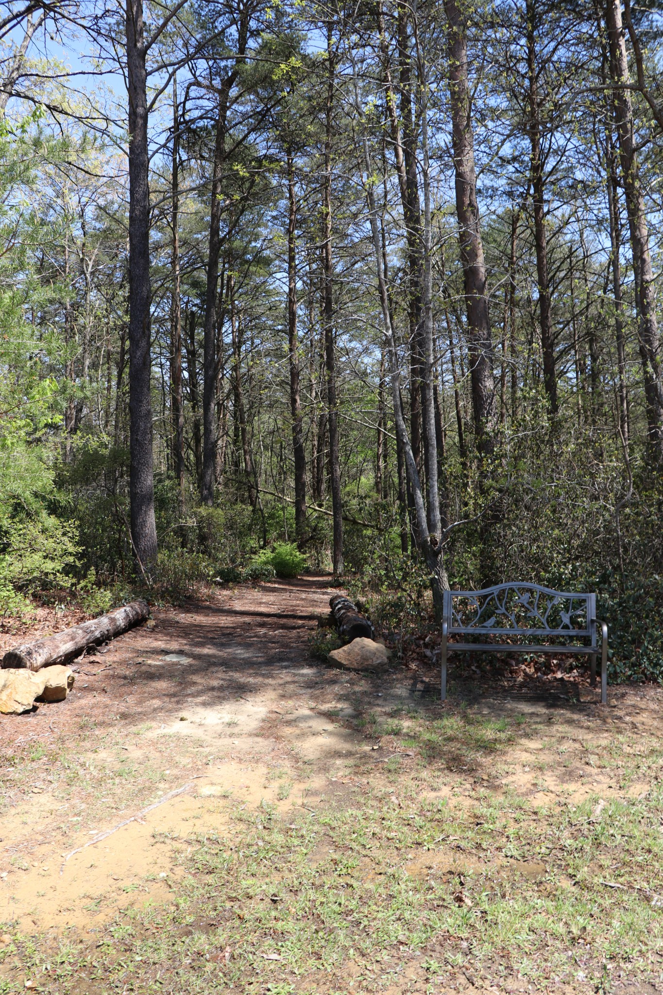 11 Cooley's Rift Boulevard Monteagle, TN 37356 - Photo 45 of 50 a view of a yard with trees