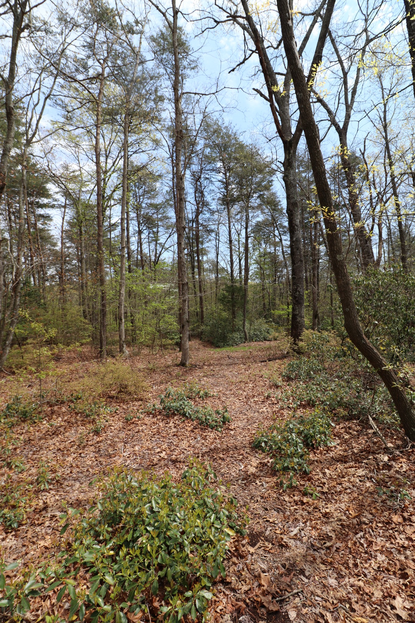 11 Cooley's Rift Boulevard Monteagle, TN 37356 - Photo 10 of 50 a backyard of a house with lots of green space