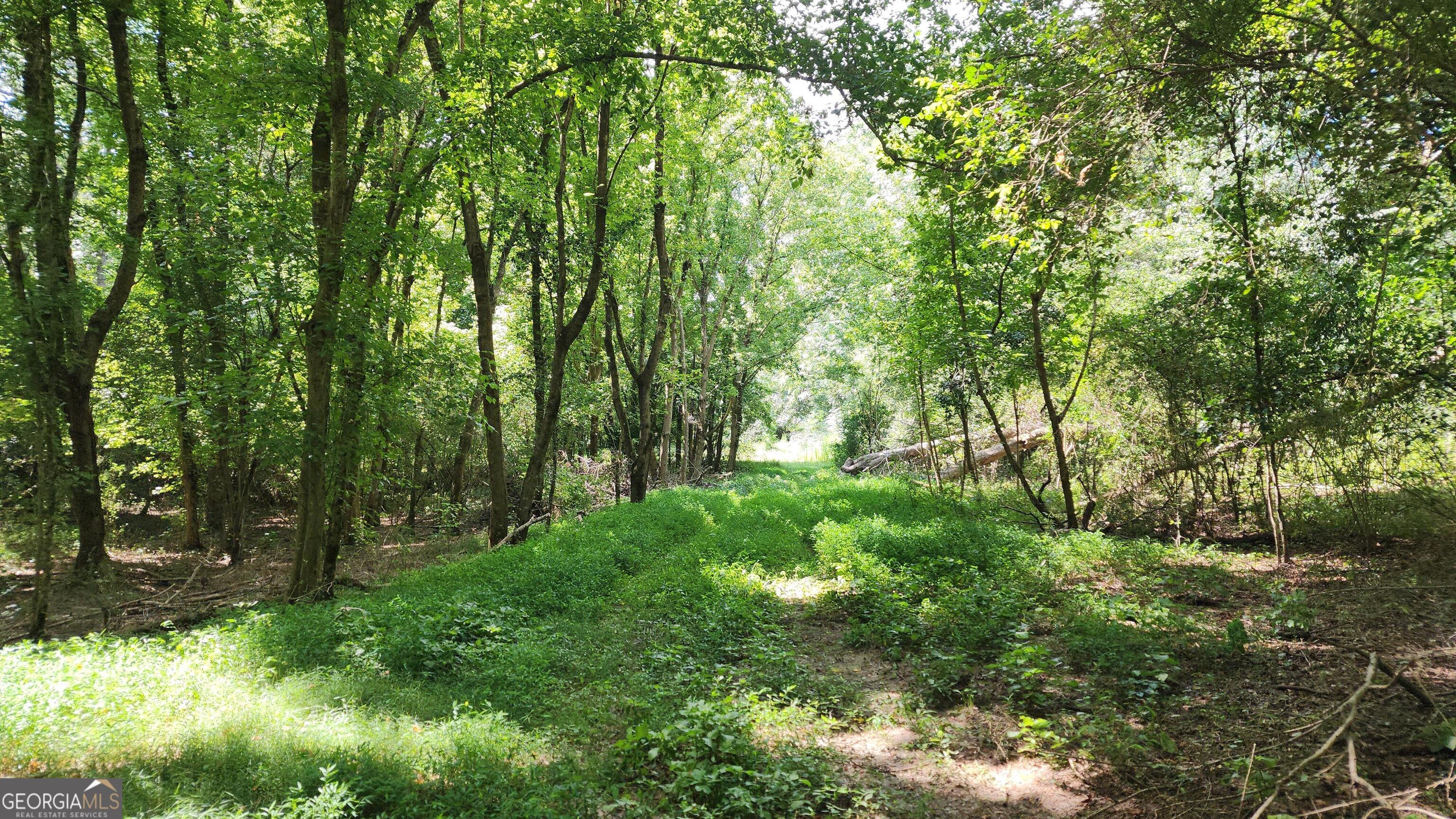0 Knoxville Road Lizella, GA 31052 - Photo 4 of 10 a view of lush green forest