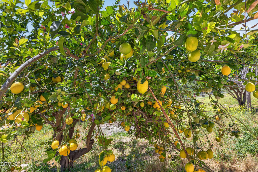 8416 Wheeler Canyon Road Santa Paula, CA 93060 - Photo 24 of 48 a view of a tree