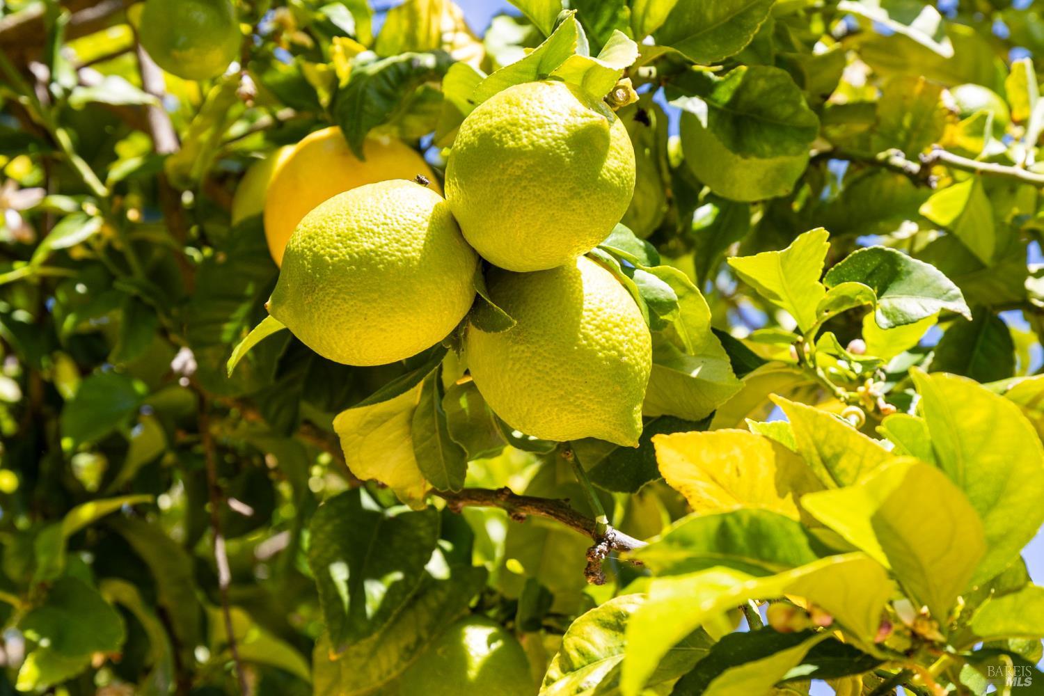 7517 Bernice Avenue Rohnert Park, CA 94928 - Photo 36 of 45