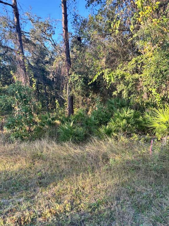 33193 Easter Drive Webster, FL 33597 - Photo 3 of 6 a view of a forest with trees in front of it