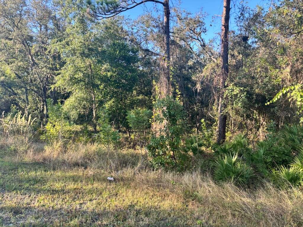 33193 Easter Drive Webster, FL 33597 - Photo 5 of 6 a view of a lake with a tree