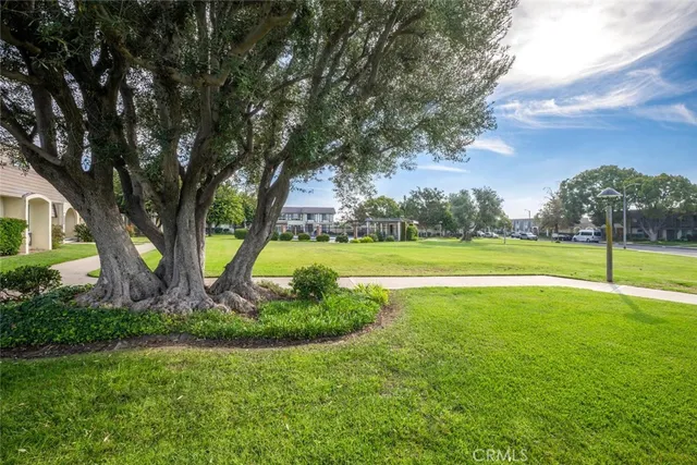 a view of a park with large trees