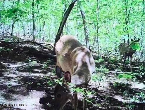 Hugh Jones Road Sunbright, TN 37872 - Photo 3 of 5 Screen Shot 2024-08-04 at 10.34.58 PM