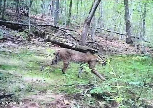 $497,000 | Hugh Jones Road, Sunbright, TN 37872