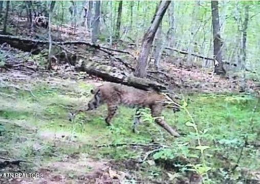 Hugh Jones Road Sunbright, TN 37872 - Photo 4 of 5 Screen Shot 2024-08-04 at 10.35.24 PM