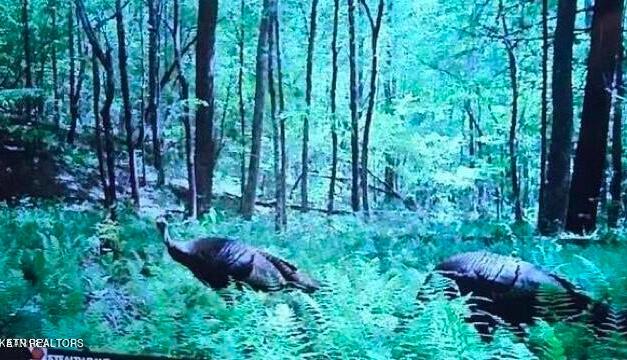 Hugh Jones Road Sunbright, TN 37872 - Photo 5 of 5 Screen Shot 2024-08-04 at 10.35.44 PM