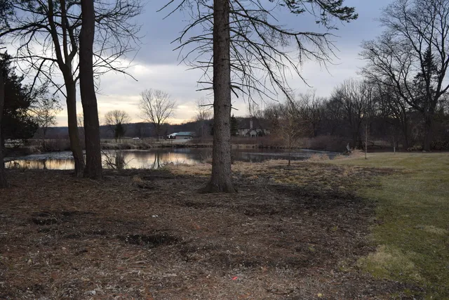 a view of a yard with a tree