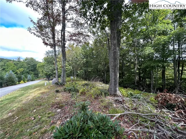 a view of a forest with trees