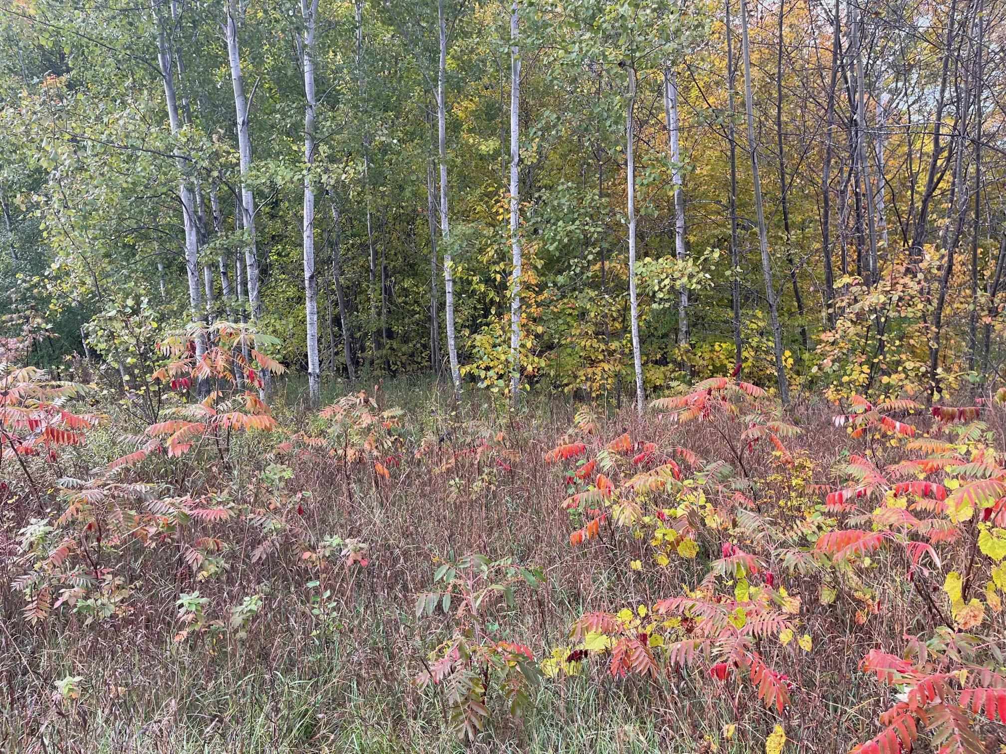 0 East Cherry Cedar, MI 49621 - Photo 7 of 8 1916814-6.JPG