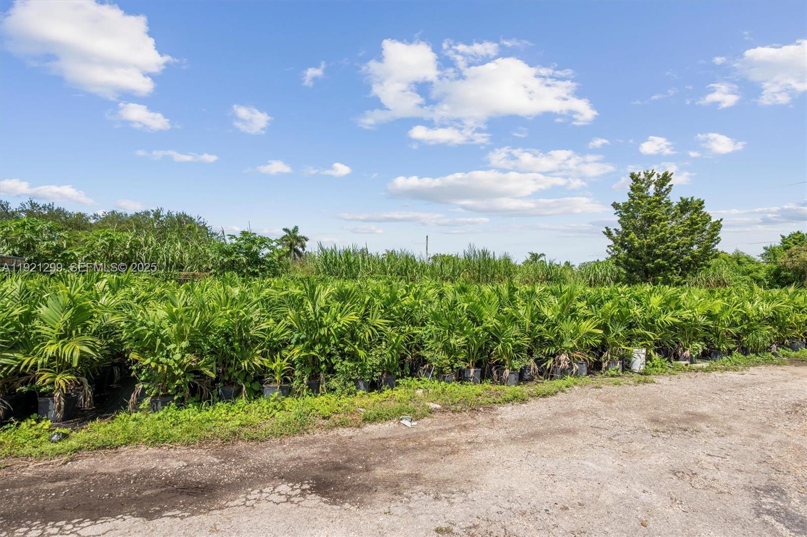 20851 Southwest 242nd Street Homestead, FL 33031 - Photo 33 of 42 a view of a yard with plants and a large tree