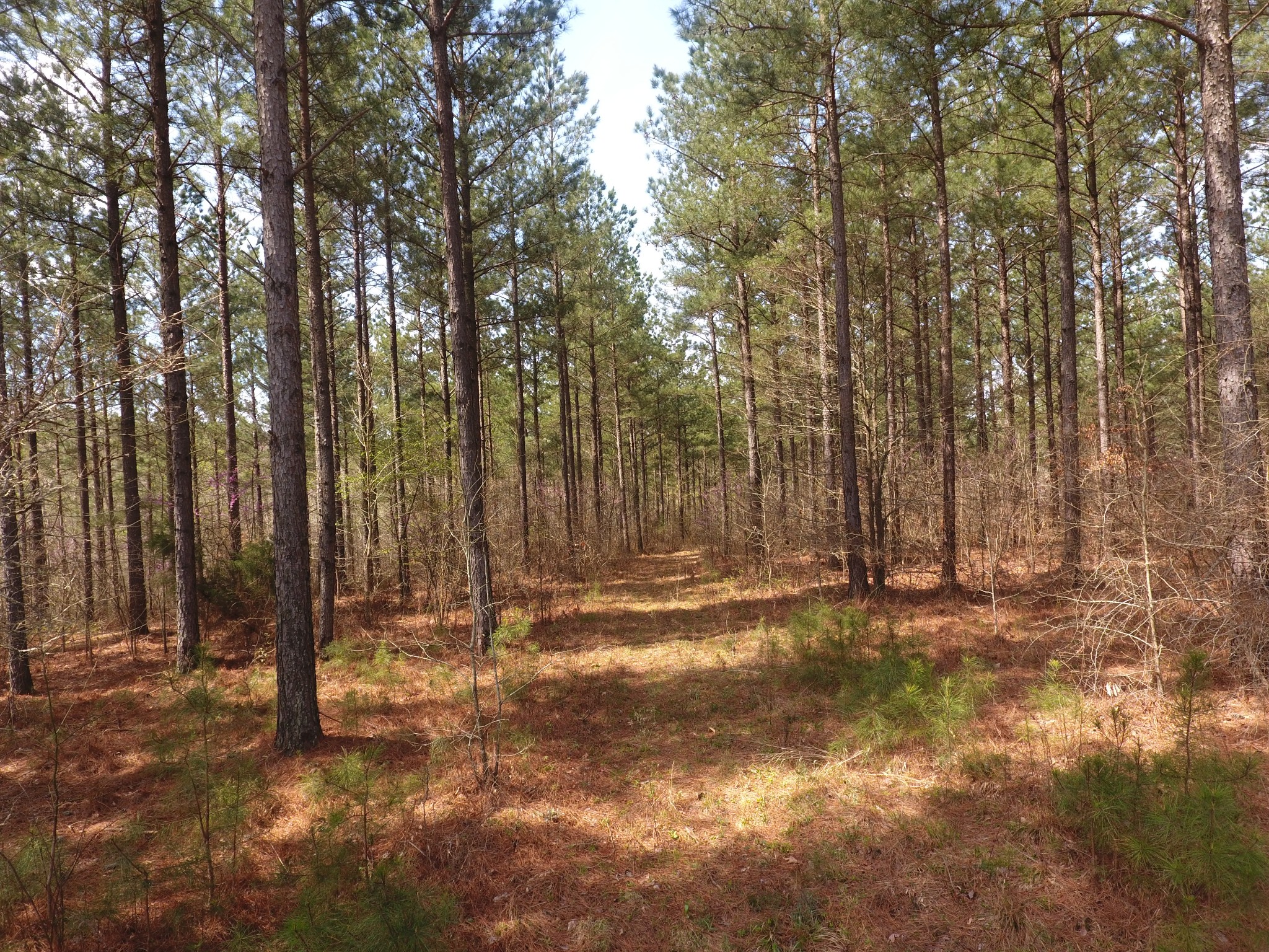 0 Mathis Cemetery Road Stewart, TN 37175 - Photo 5 of 12 Gallery Image 5