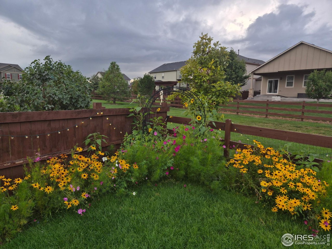 6734 Grainery Road Timnath, CO 80547 - Photo 37 of 44 Spring Time Wild Flowers