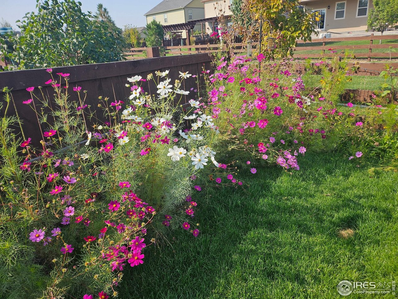 6734 Grainery Road Timnath, CO 80547 - Photo 38 of 44 More Wildflowers!