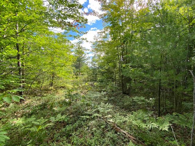 0 Douglas Mill Road Porter, ME 04068 - Photo 9 of 14 IMG_3603