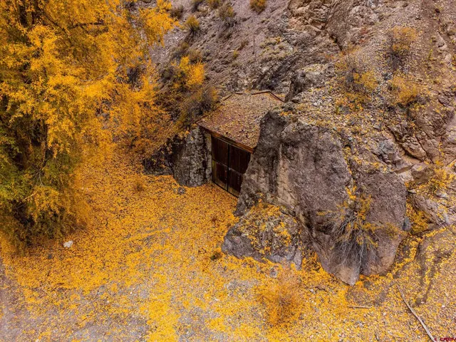 a view of a yard with large trees