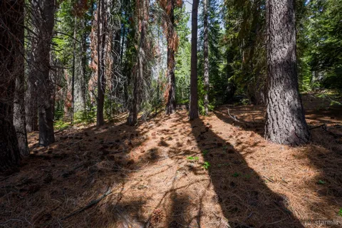 a view of a forest with trees