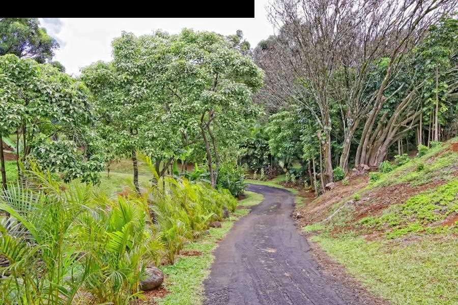 700 Pakanu Street Haiku, HI 96708 - Photo 25 of 28 a view of a yard with plants and large trees