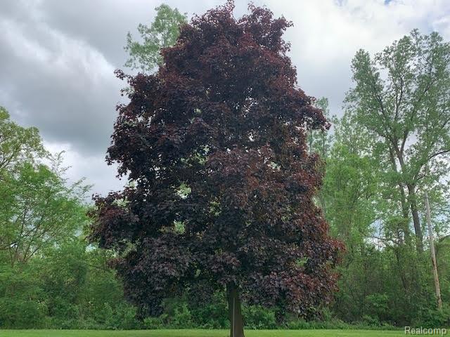 3227 Atlas Road Davison, MI 48423 - Photo 43 of 43 Tree.jpg