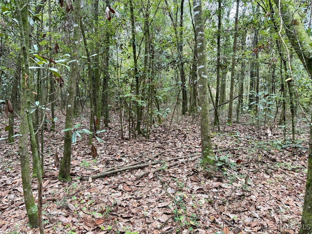 49-acres Mt Zion Road Gordon, AL 36343 - Photo 11 of 20 Gallery Image 11