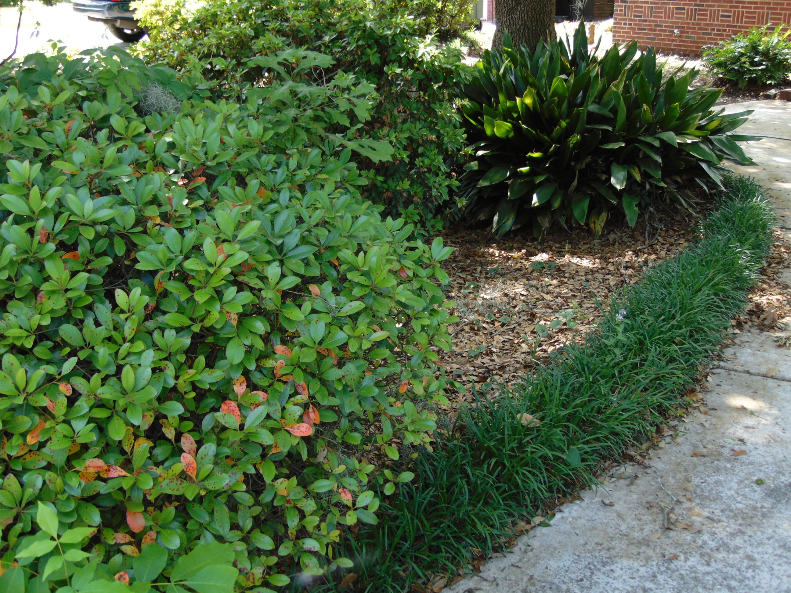 1002 West Recess Road Hanahan, SC 29410 - Photo 33 of 37 FRONT WALKWAY