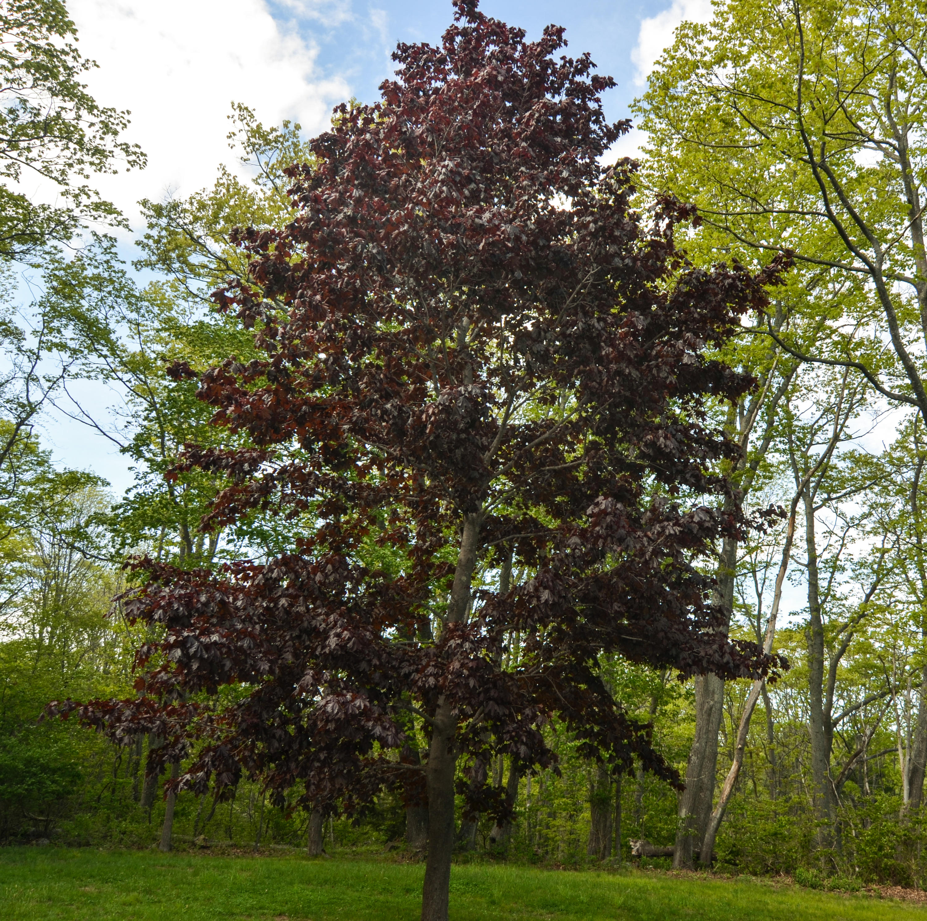 1243 Sawyer Road Cape Elizabeth, ME 04107 - Photo 50 of 50 Japanese Maple