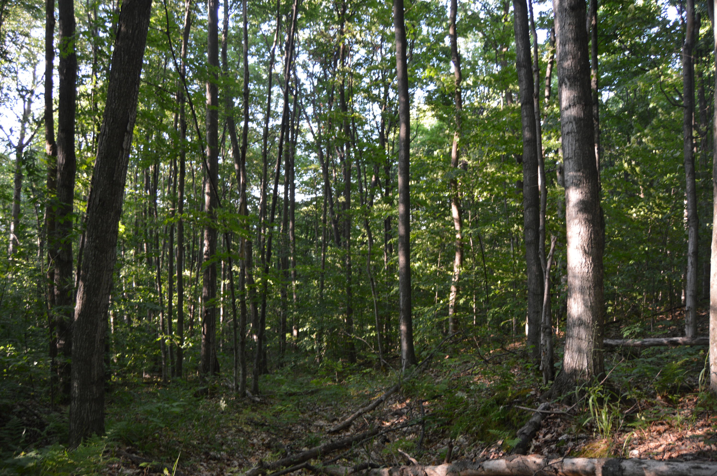 Xxx Munger Road Carp Lake, MI 49718 - Photo 13 of 15 Gallery Image 13