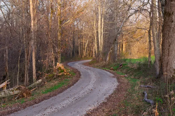 a view of a dry yard with trees