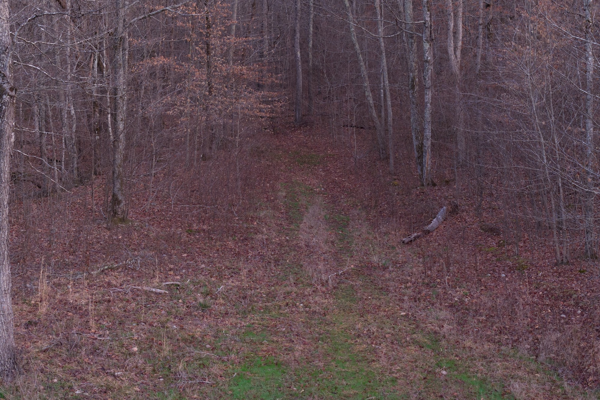 0 Nix Lane Waverly, TN 37185 - Photo 10 of 32