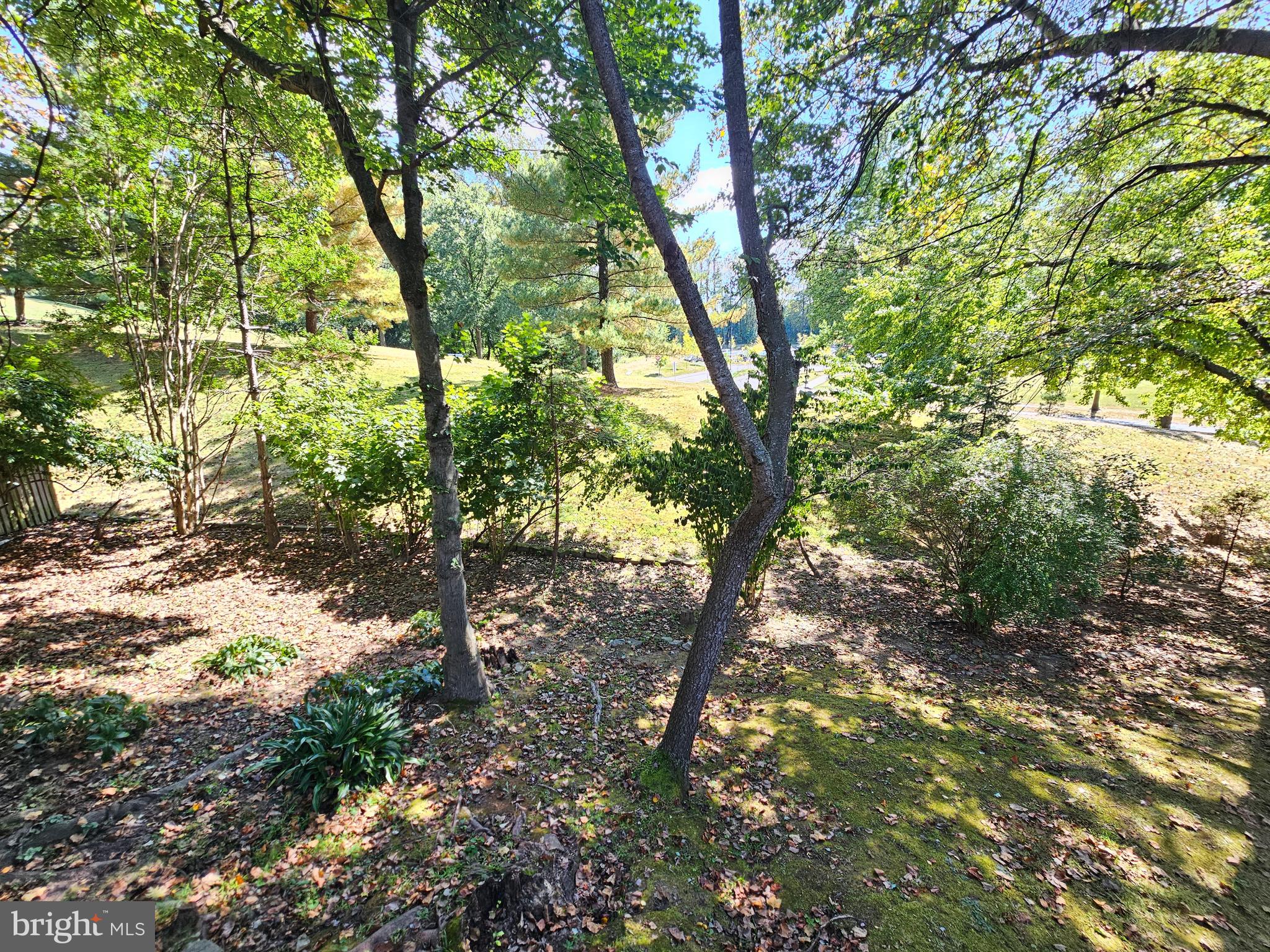 11321 Classical Lane Silver Spring, MD 20901 - Photo 59 of 66 a view of tree