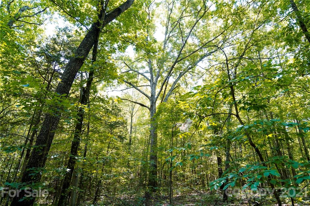 13.6 Acres Branch Road York, SC 29745 - Photo 7 of 31 Gallery Image 7