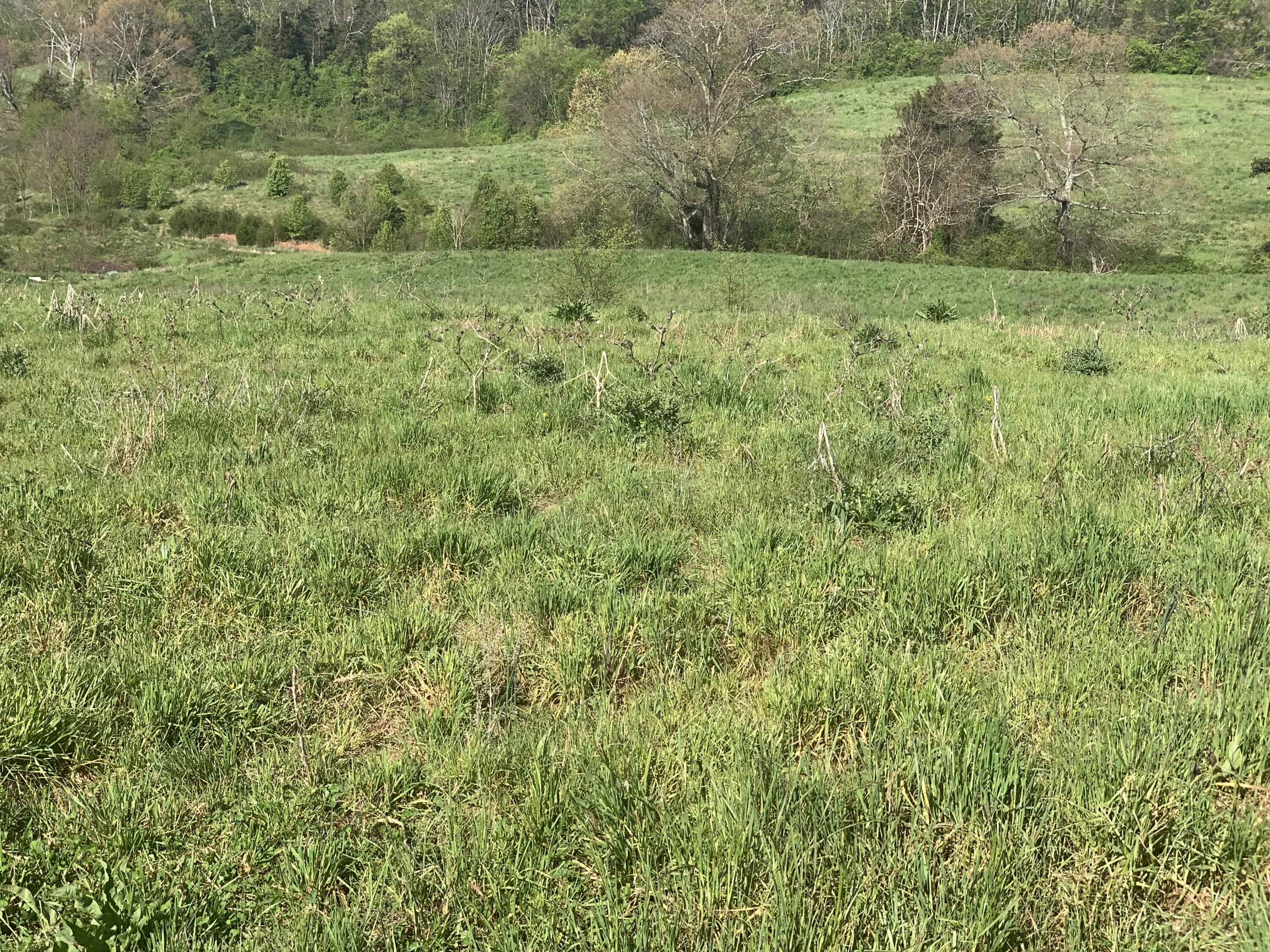 369 Kidwell Road Rutledge, TN 37861 - Photo 4 of 14 4