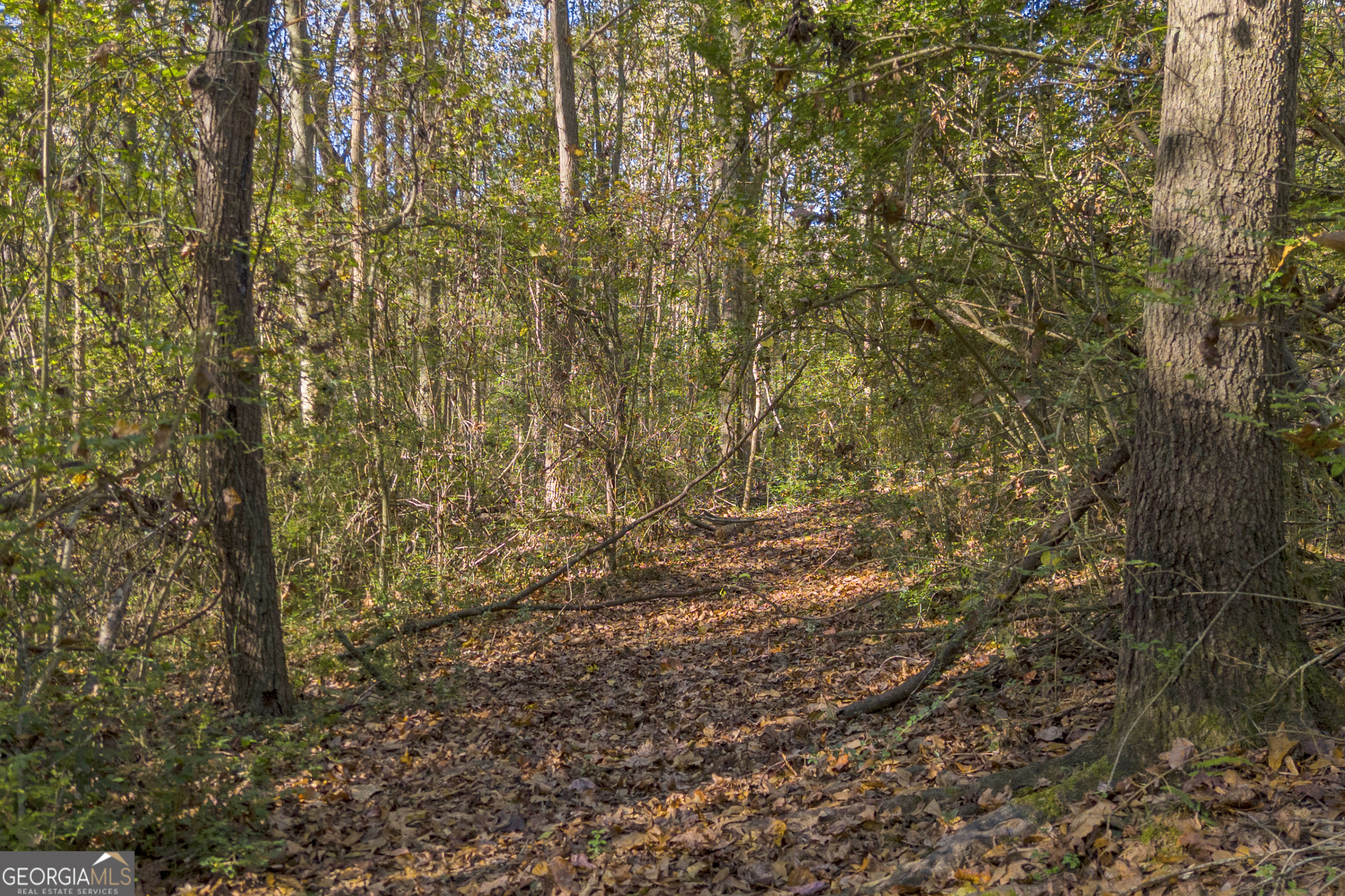0 Rice Creek Road Canon, GA 30520 - Photo 11 of 36 a view of a yard with a tree
