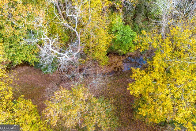 a close up of a plant