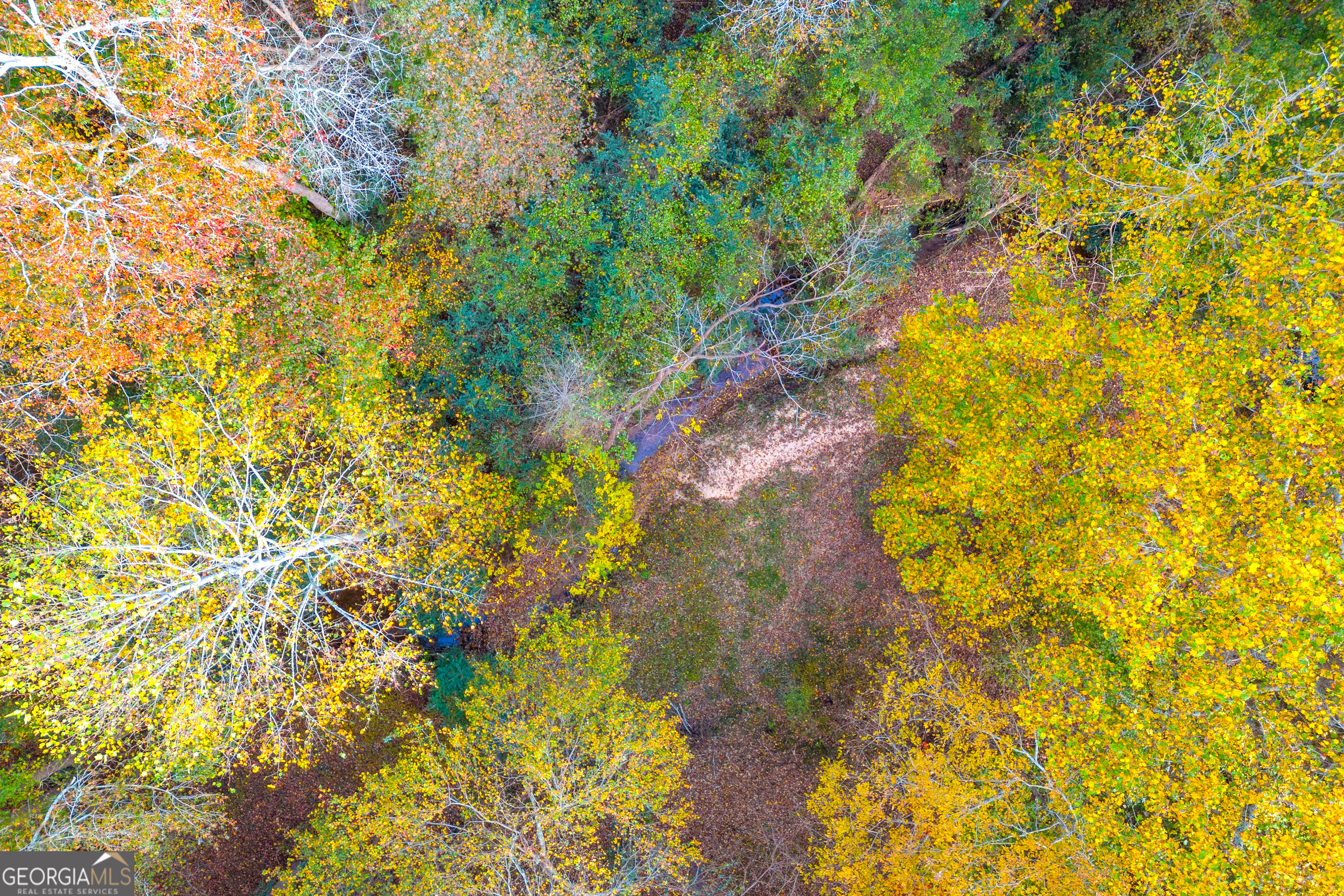 0 Rice Creek Road Canon, GA 30520 - Photo 16 of 36 a close up of a plant