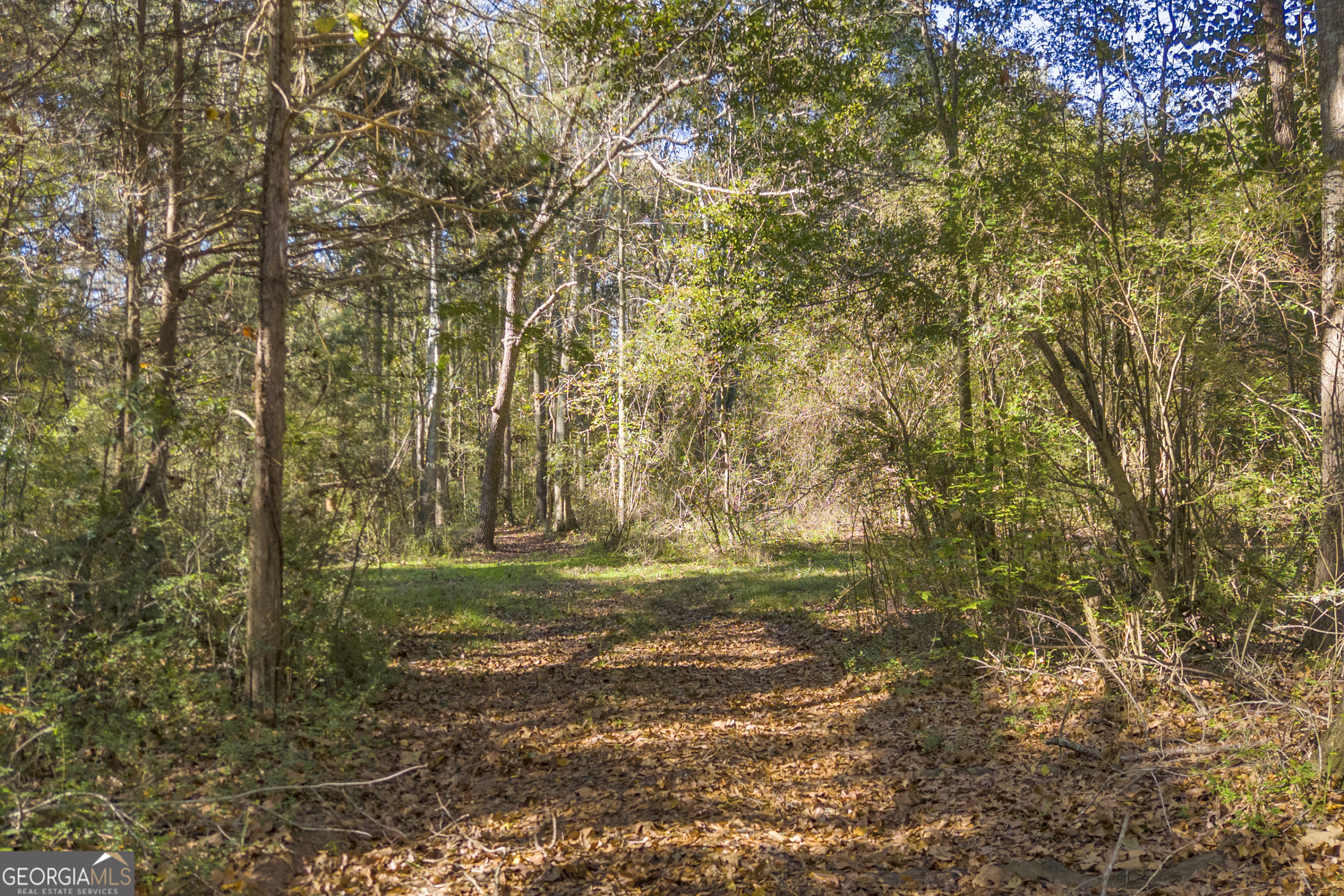 0 Rice Creek Road Canon, GA 30520 - Photo 3 of 36 a yard with a trees
