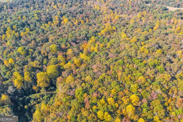 a view of a tree with a tree