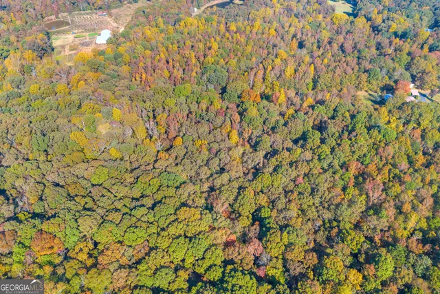 a view of a tree with a tree
