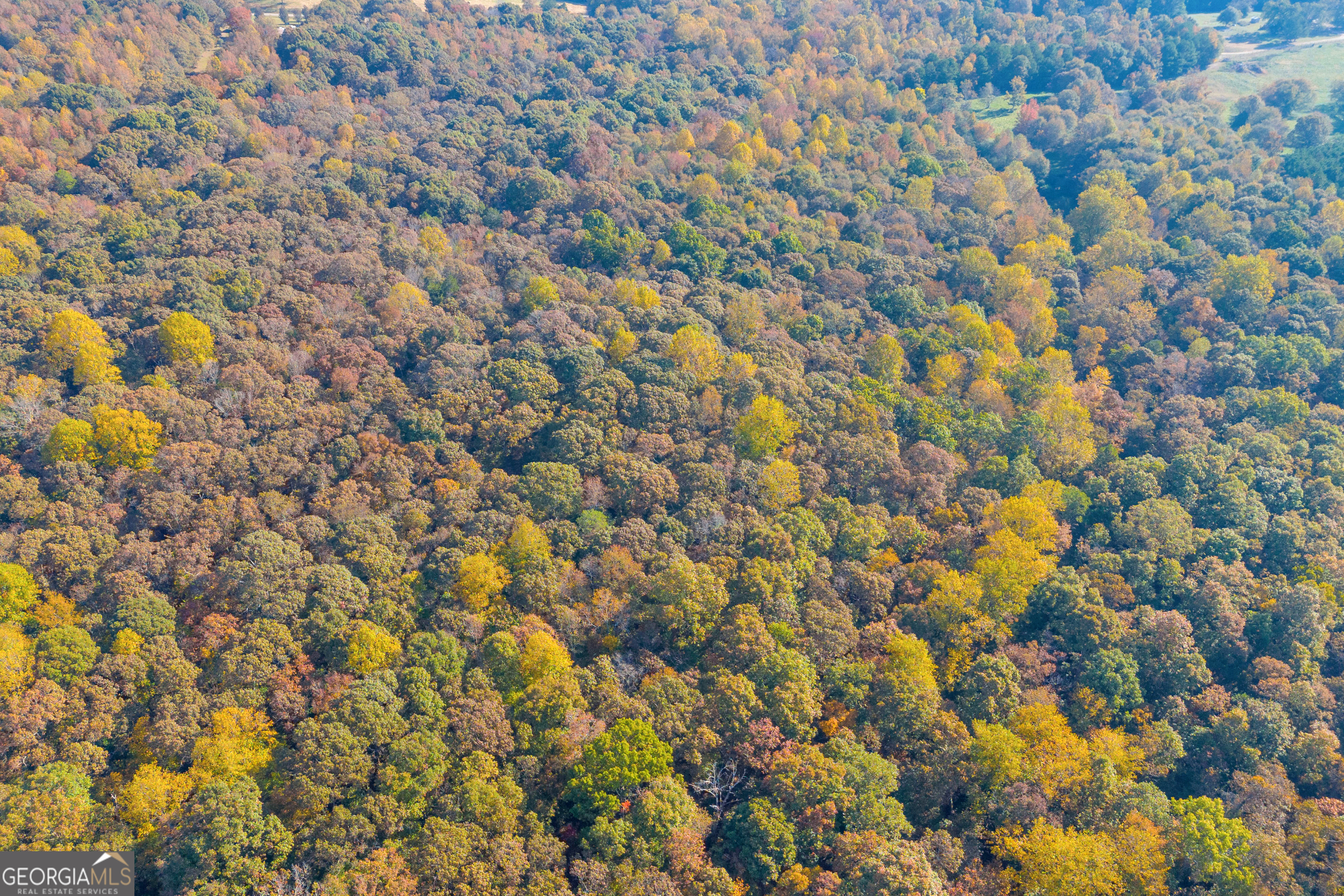 0 Rice Creek Road Canon, GA 30520 - Photo 35 of 36 a view of a tree with a tree