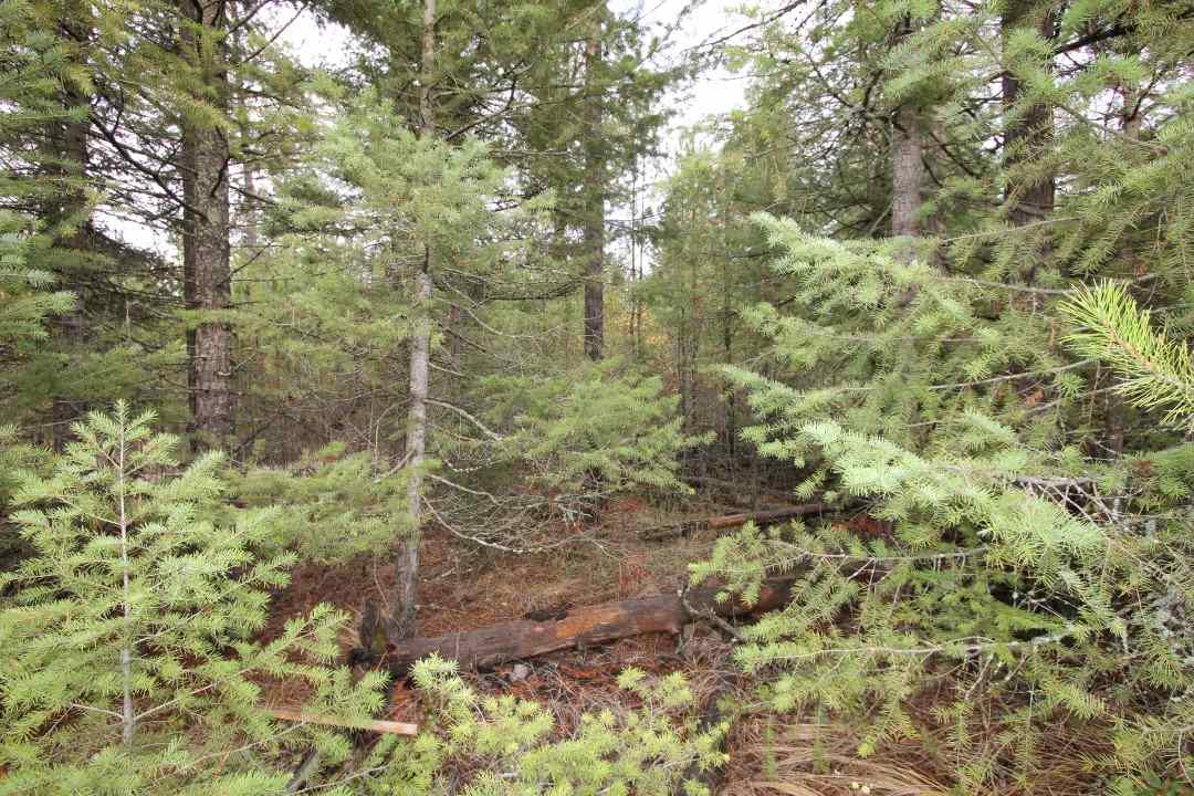 4130 Lyon And Moss Road Loon Lake, WA 99148 - Photo 15 of 20 Gallery Image 15
