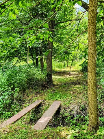 a view of a garden with plants