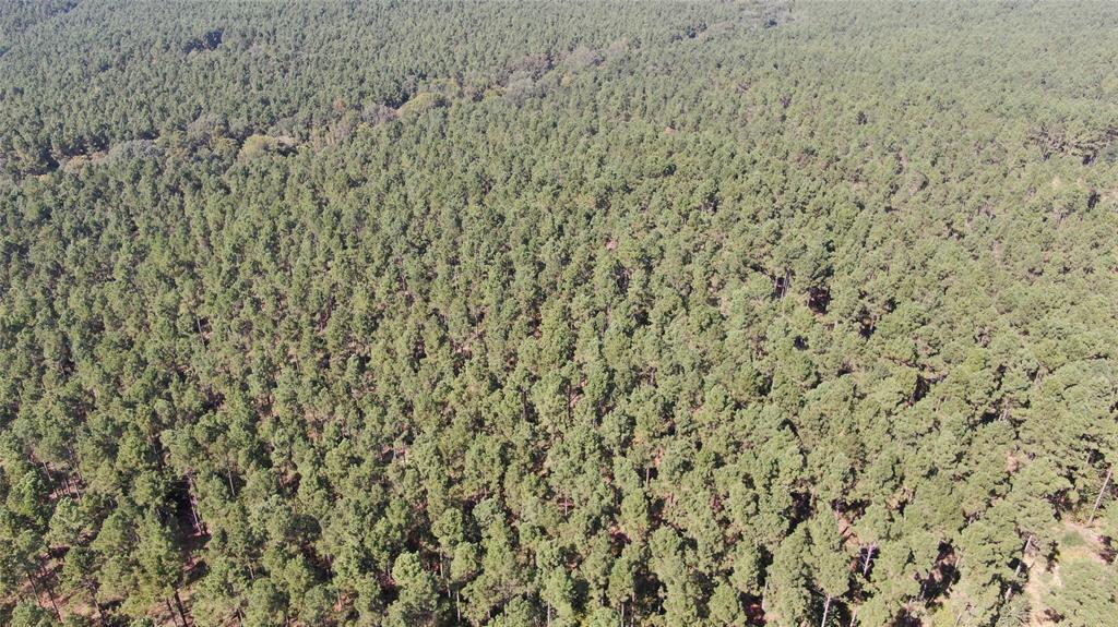 0 County Road 280 Garrison, TX 75946 - Photo 10 of 29