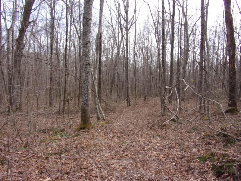 Barbee Cemetery Road Pikeville, TN 37367 - Photo 16 of 40 20190304213905770898000000-o